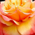 Żółto - różowy  - Róża wielkokwiatowa - Hybrid Tea - Frénésie